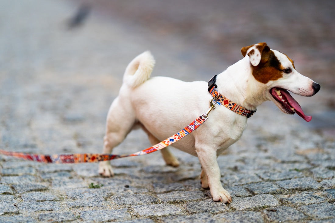 Matteo handcrafted dog collars and leashes in timeless, natural tones