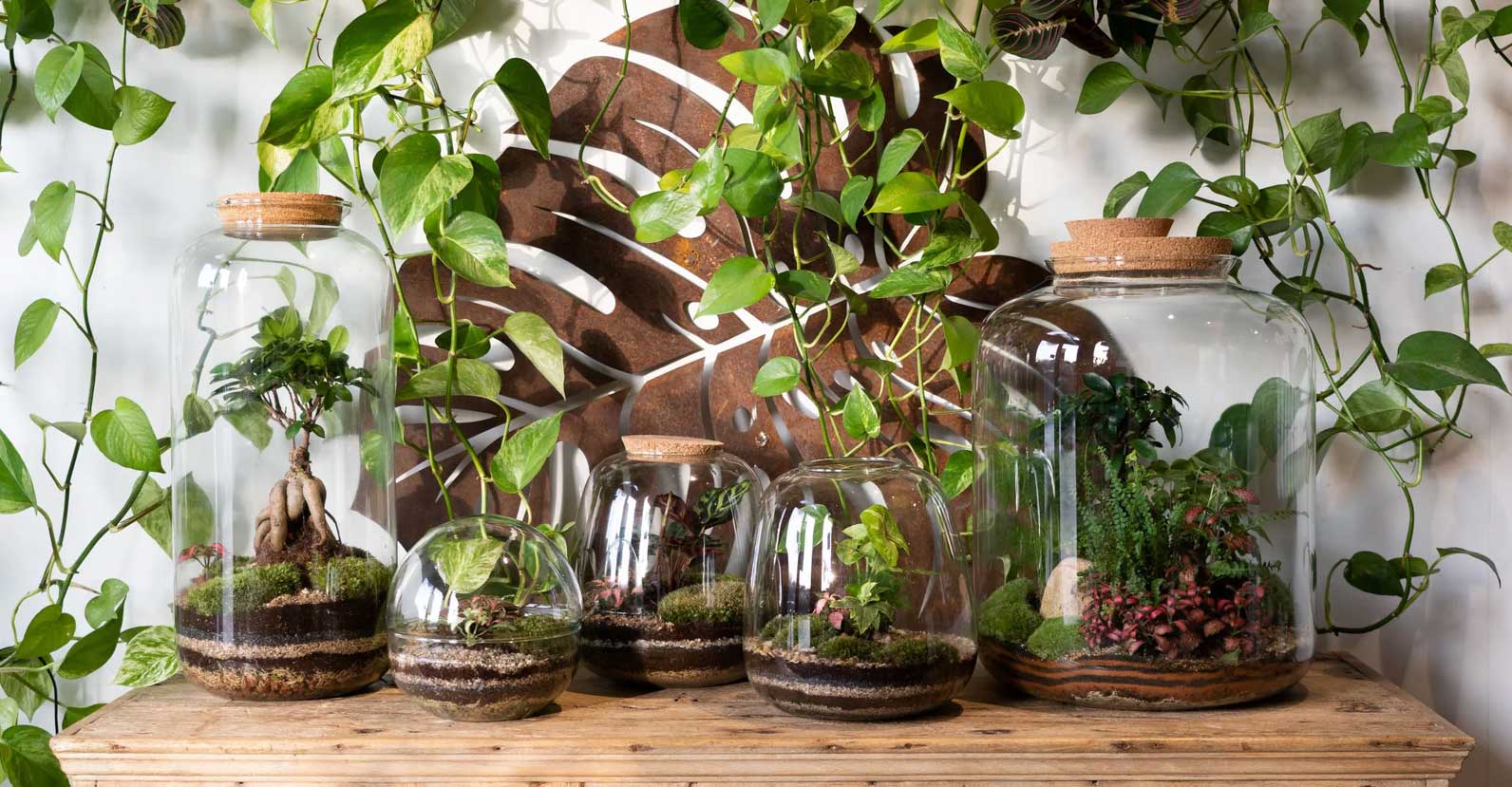 Botanical Boys living terrariums and planters — nature-inspired homeware from London independent at Sostter