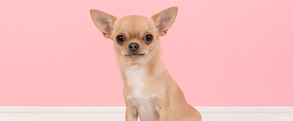 My Chi and Me chihuahua and small dog apparel - Tiny Trails air mesh harnesses and Tiny Toastie fleece coats from UK independent brand at Sostter