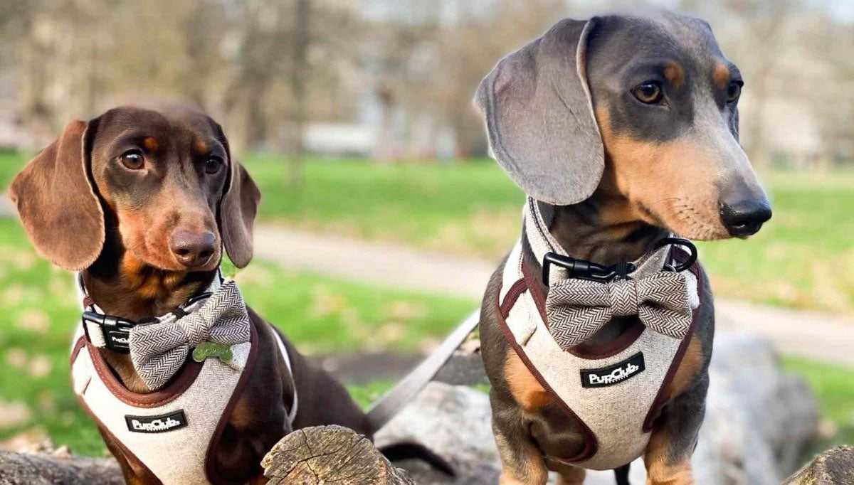 PupClub Couture stylish dog harnesses, collars and leads — fashion-forward pet accessories designed in the UK, available at Sostter