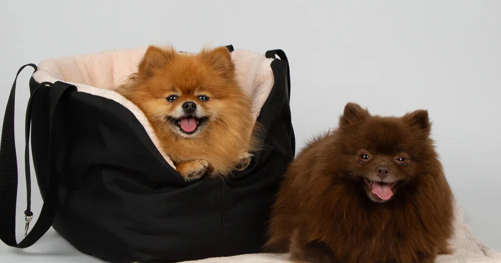 Soho Poms luxury dog carriers, accessories and clothing — premium pet products for stylish dogs, available at Sostter