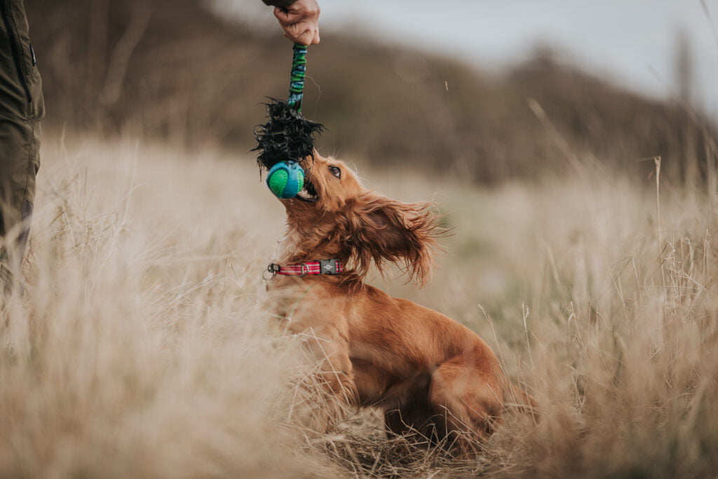 Tug-E-Nuff handmade dog tug toys - sheepskin and bungee training toys designed by Devon family business since 2009 at Sostter