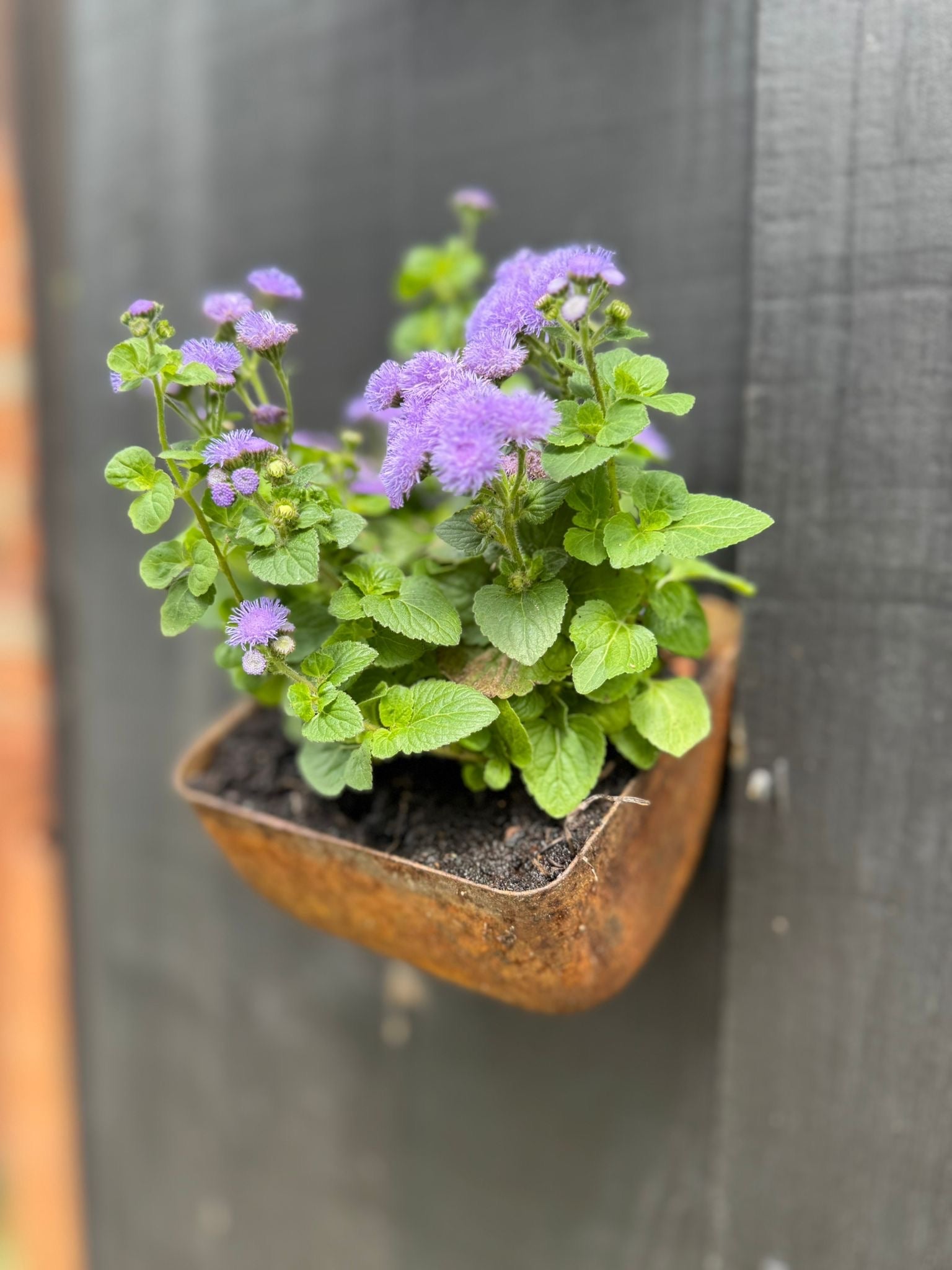 Vintage Rusty Metal Wall Mounted Planter