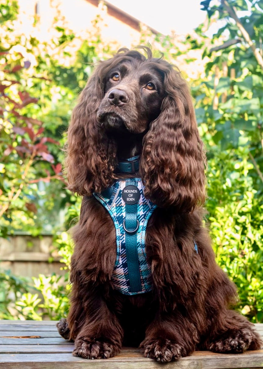 Smart Dog Supaw Strong Lite Harness XS to XL