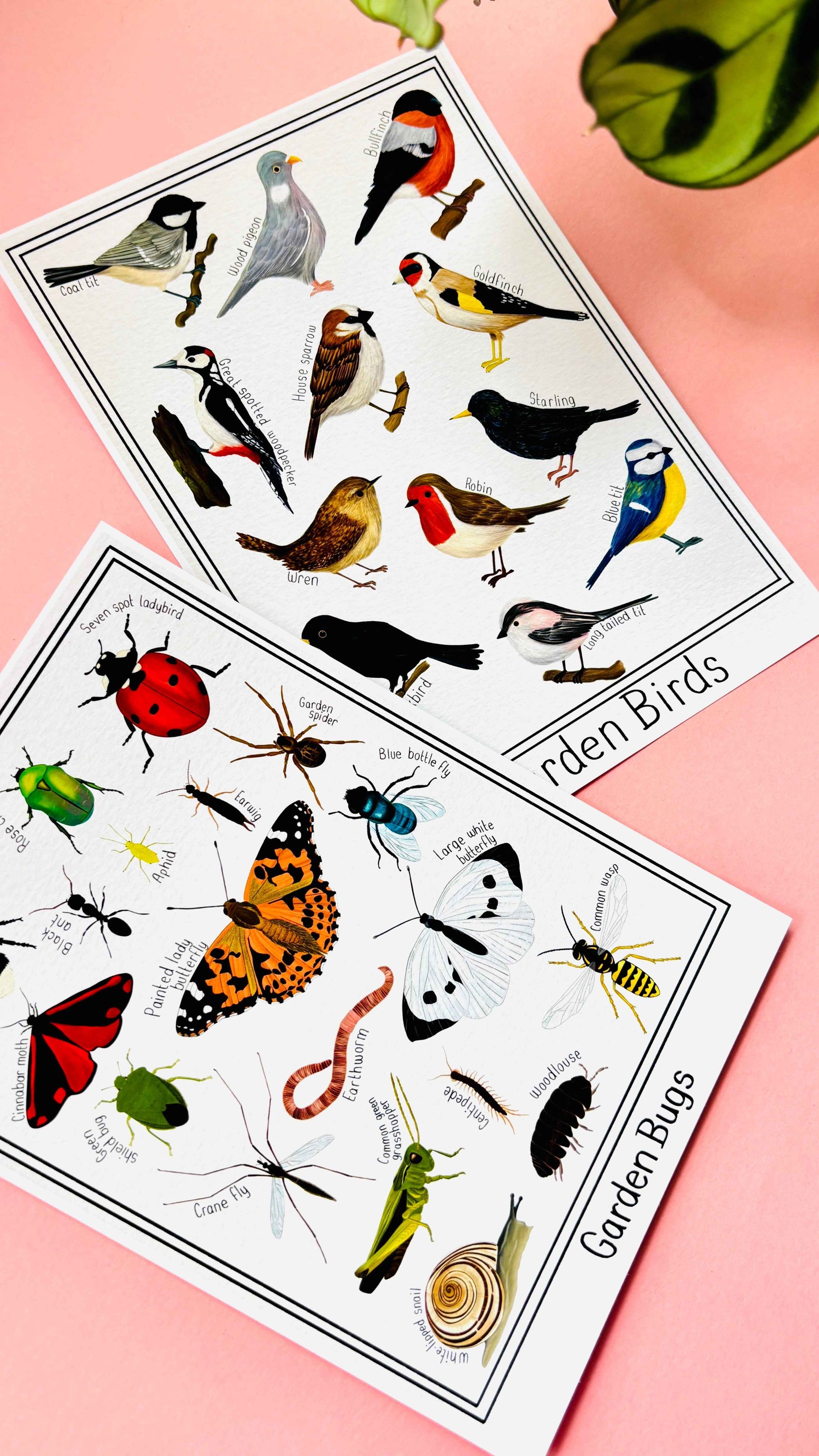 Garden Bug Wall Art Print Educational Nature Illustration