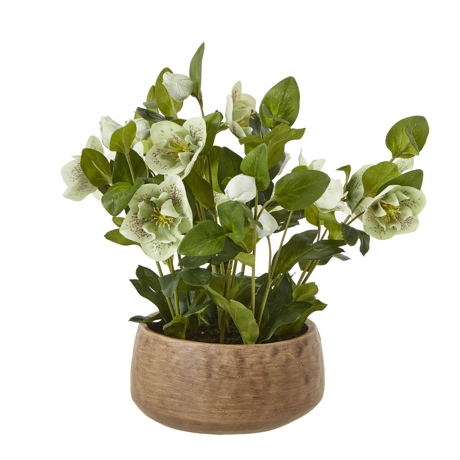 Lifelike faux Hellebore plant with vibrant green blooms in taupe ceramic pot â€“ artificial floral decor for farmhouse or modern style by Sostter at brixbailey.com