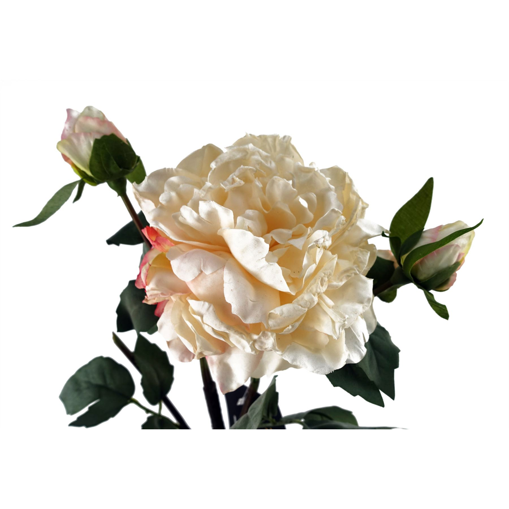 Cream Peony Artificial Flowers 60cm Stem Pack of 6