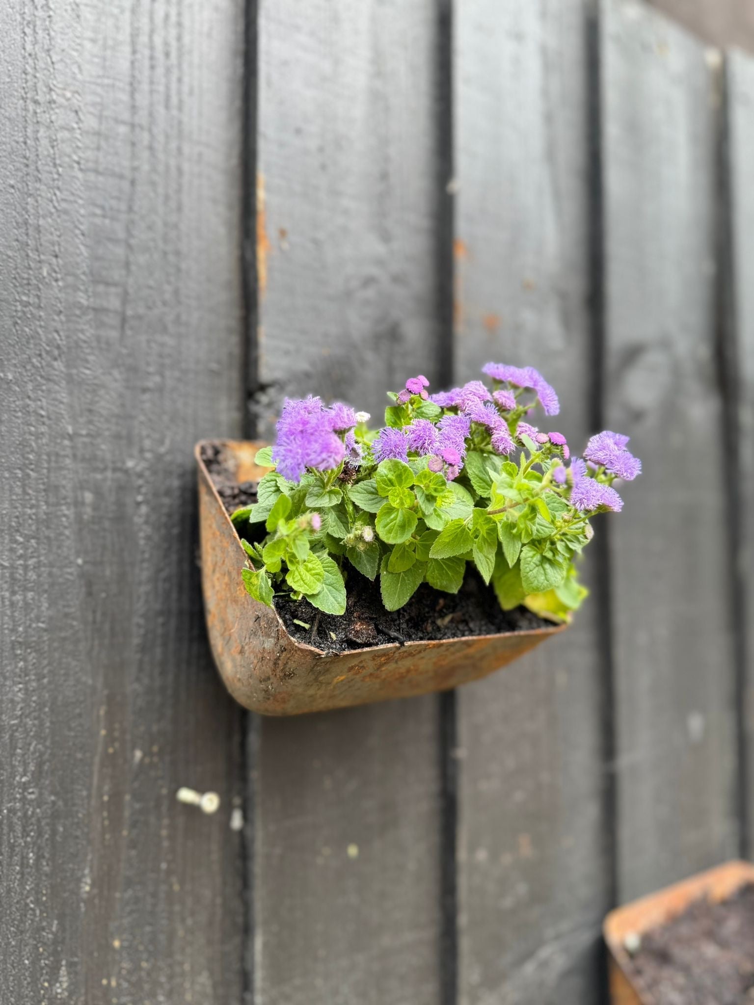 Vintage Rusty Metal Wall Mounted Planter
