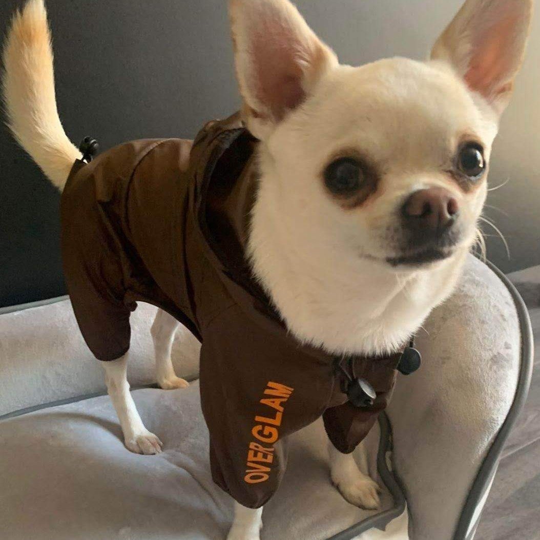 Water Resistant Four Legged Coat with Hoodie