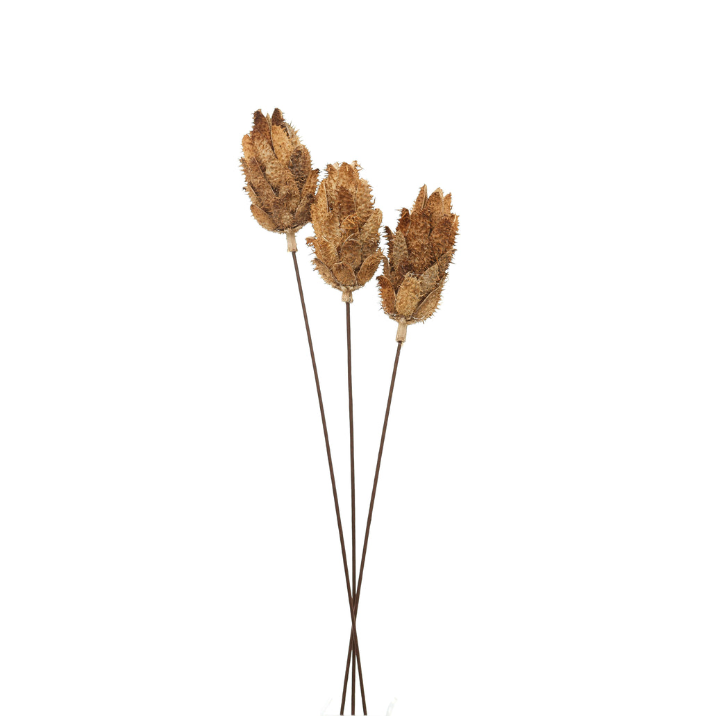 Dried Protea bouquet in earthy tones, showcasing sculptural blooms for rustic or modern home decor centerpiece. by Sostter at brixbailey.com