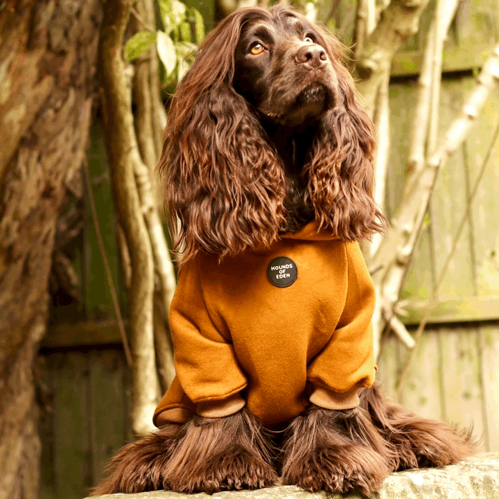 Dog Hoodie - Light Teal