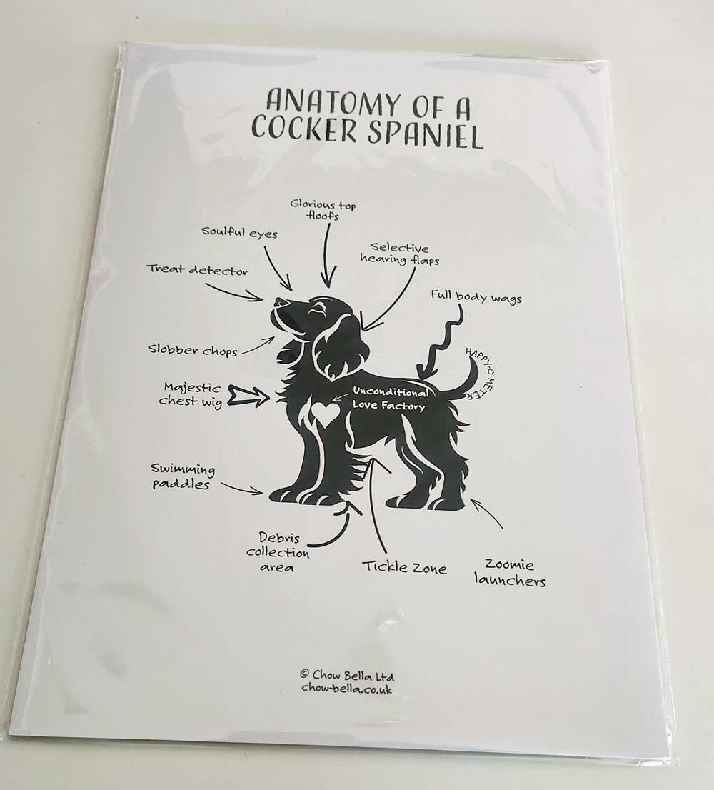 Anatomy of a Cocker Spaniel Print