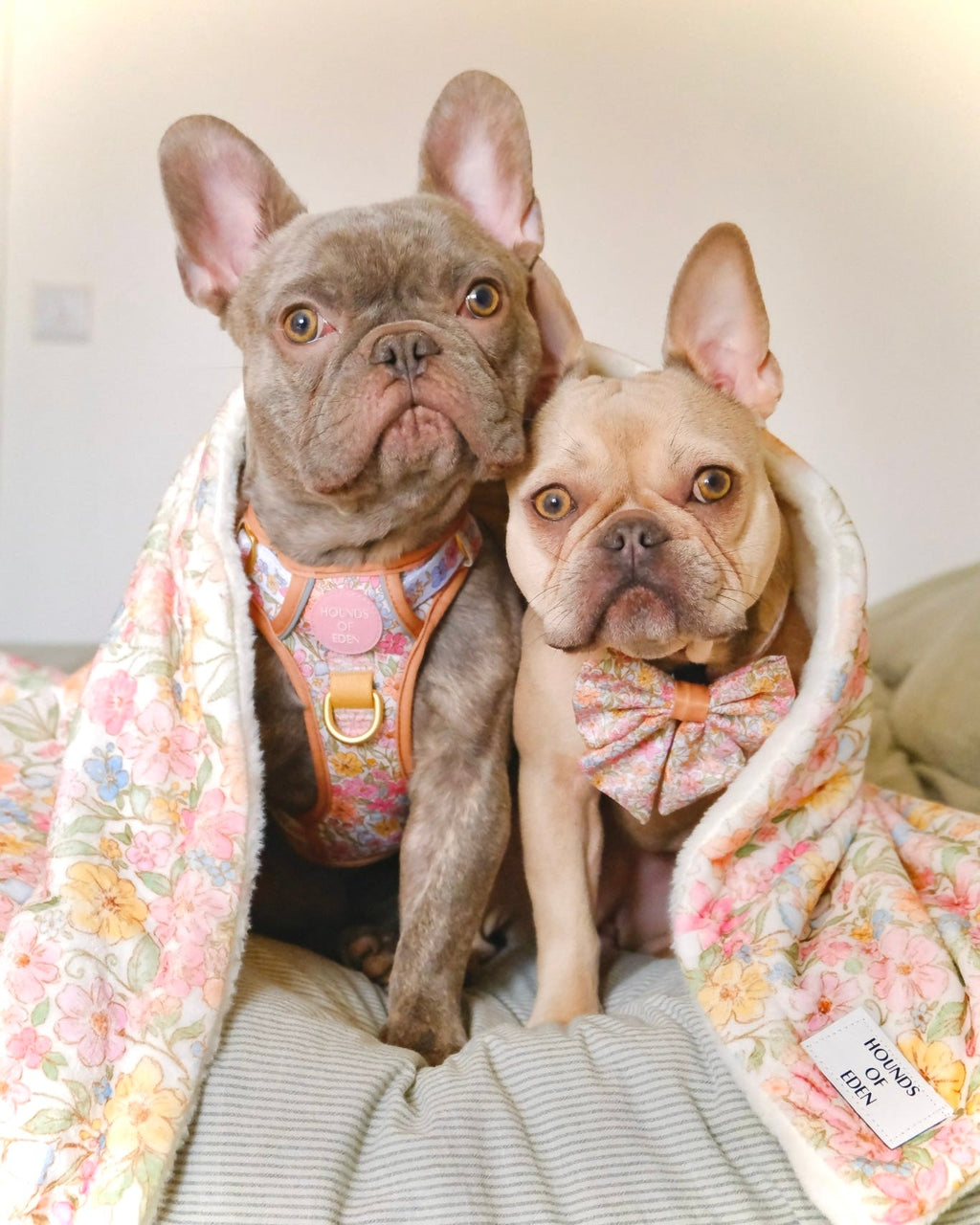Pastel Petal Snuggle Blanket for Dogs