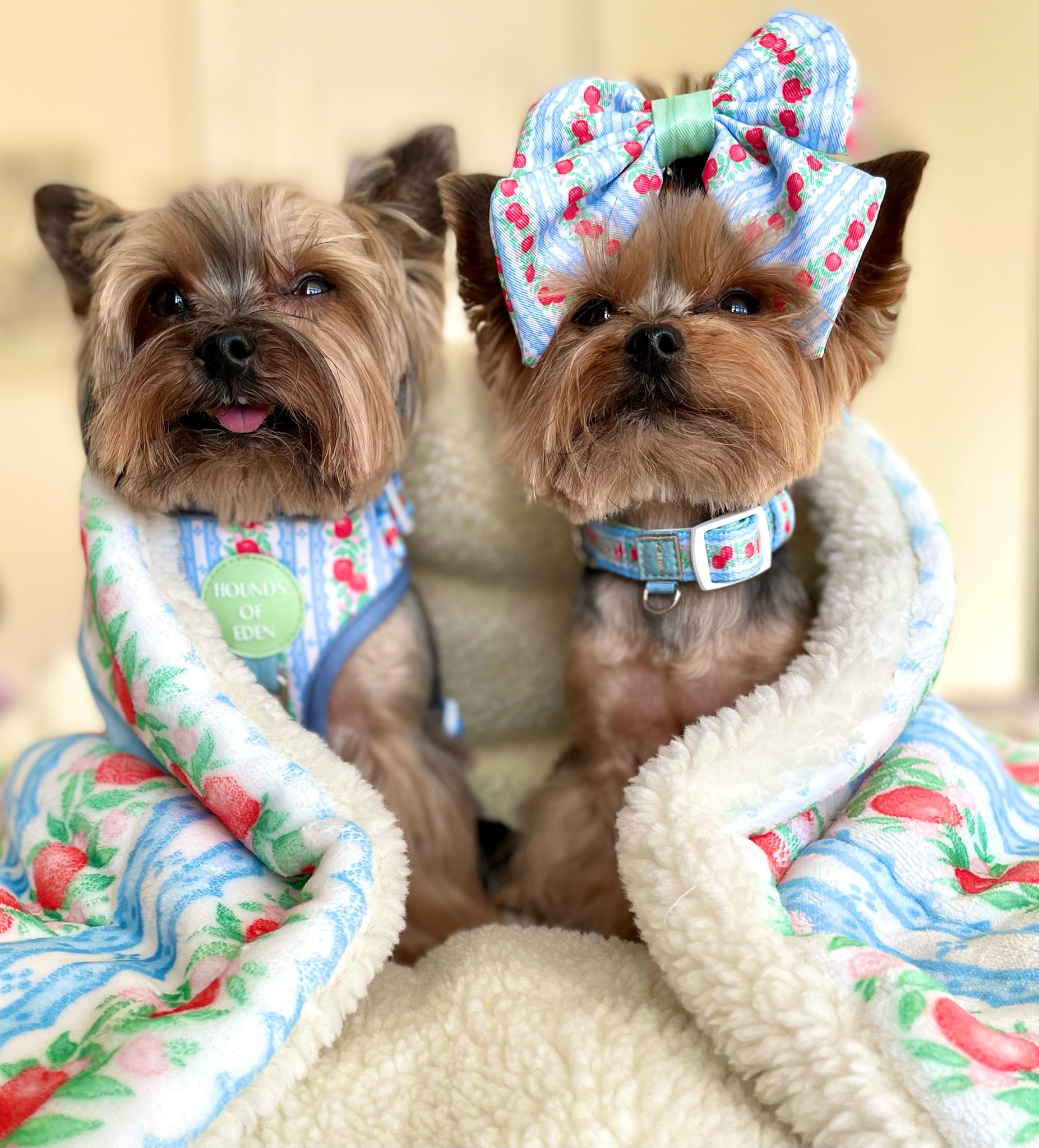 Snuggle Blanket for Dogs