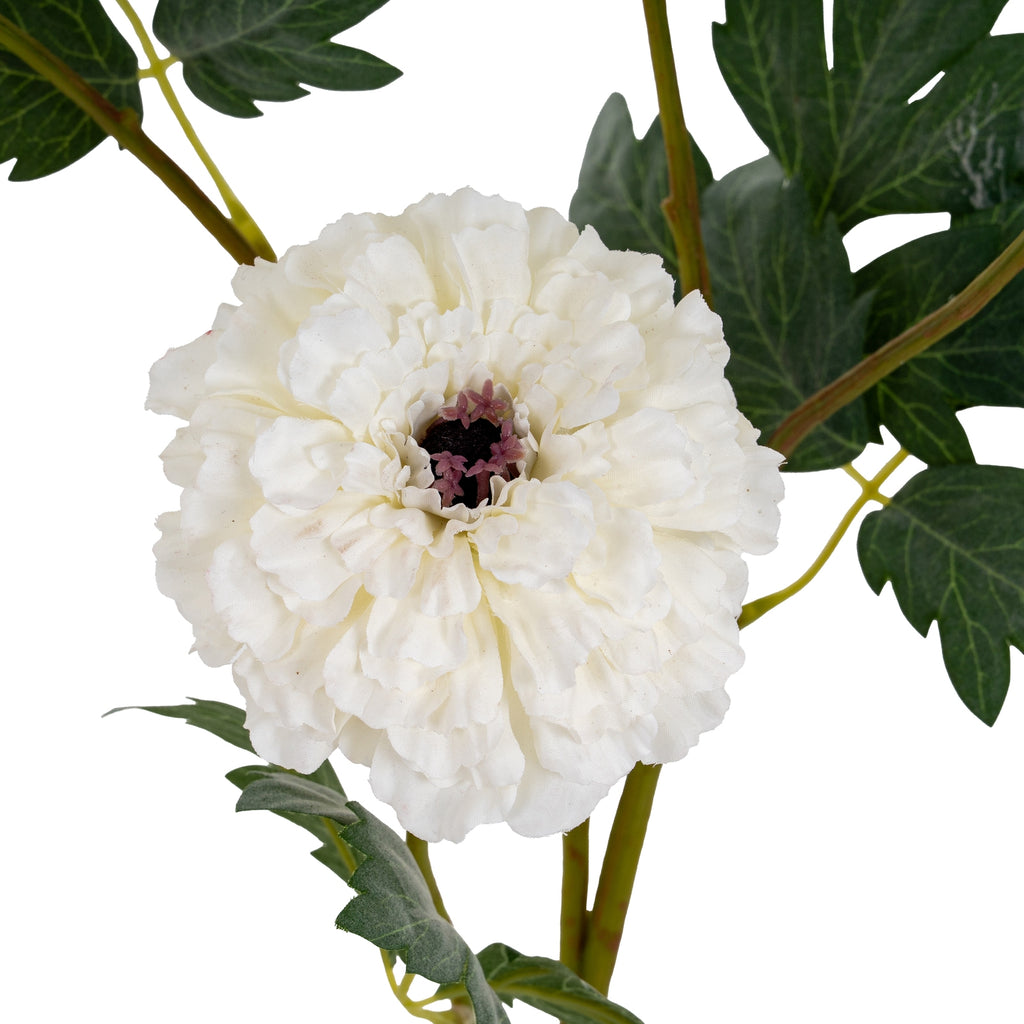 a playful close-up of a tall white marigold stem, its full spray of lifelike petals catching the light