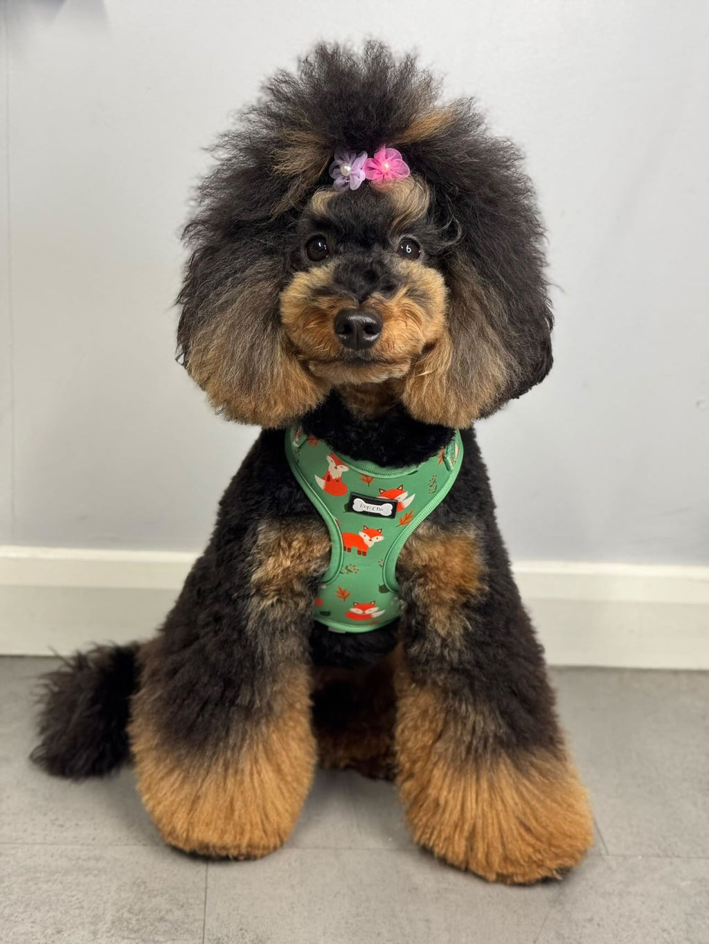 XXS Puppy Harness in Sage Green with Fox Print