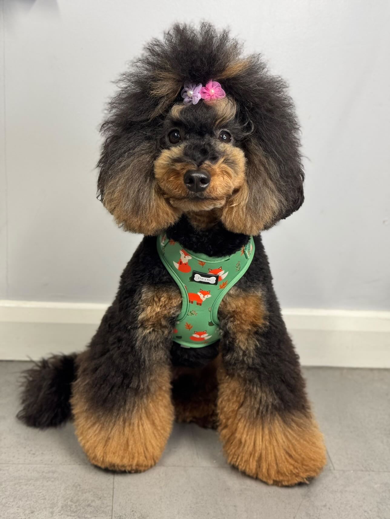 XXS Puppy Harness in Sage Green with Fox Print