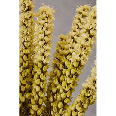 White Blazing Star Flower Stem
