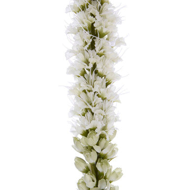 White Blazing Star Flower Stem