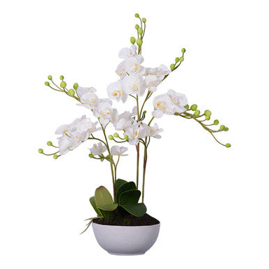 White Orchid in White Pot