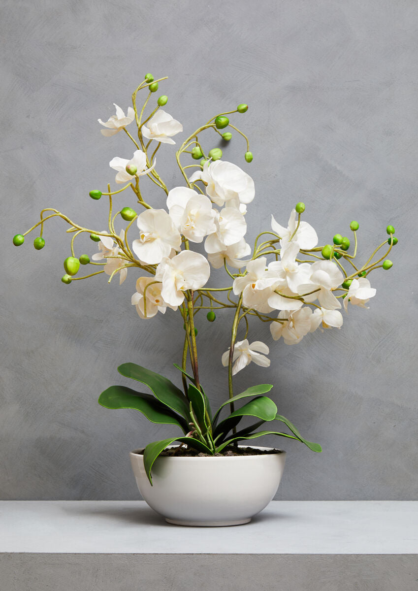 White Orchid in White Pot