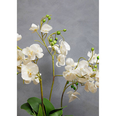 White Orchid in White Pot