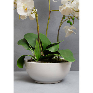 White Orchid in White Pot