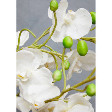 White Orchid in White Pot