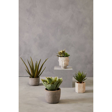 Buddha Pot with Mixed Succulents