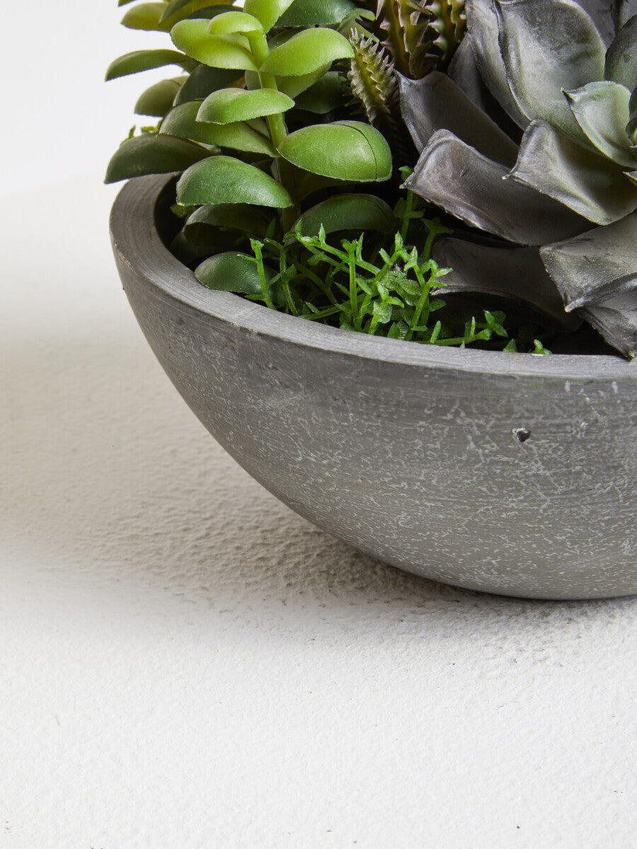 Mixed Succulent in Stone Effect Pot
