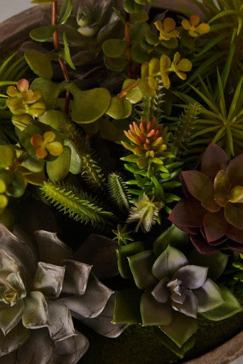 Mixed Succulent in Stone Effect Pot