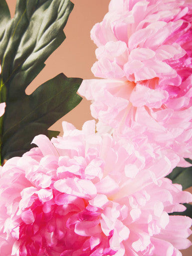 Pink Chrysanthemum Flower Stem