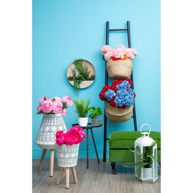 Pink Chrysanthemum Flower Stem