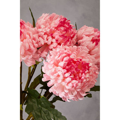 Pink Chrysanthemum Flower Stem