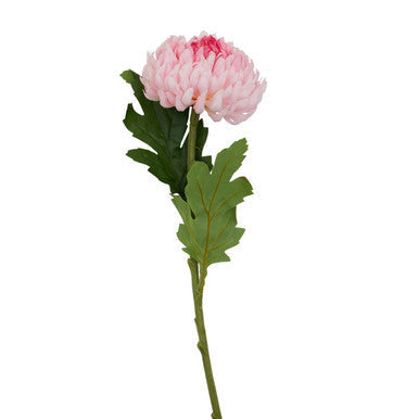 Pink Chrysanthemum Flower Stem