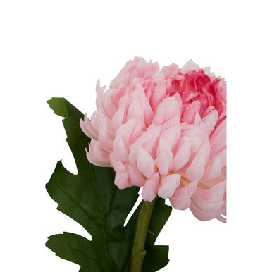 Pink Chrysanthemum Flower Stem