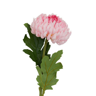 Pink Chrysanthemum Flower Stem