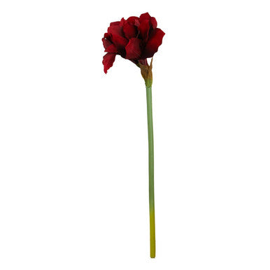 Burgundy Amaryllis Flower Stem 72cm