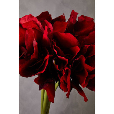 Burgundy Amaryllis Flower Stem 72cm