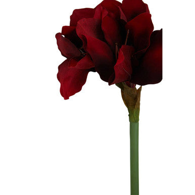 Burgundy Amaryllis Flower Stem 72cm