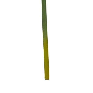 Burgundy Amaryllis Flower Stem 72cm