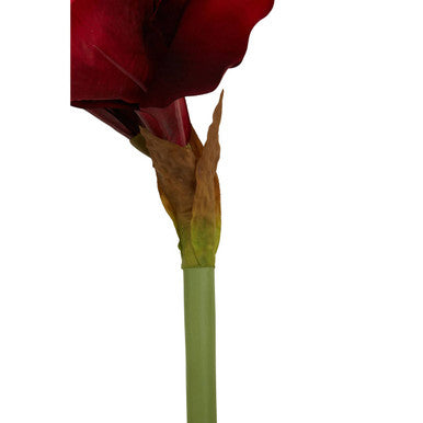 Burgundy Amaryllis Flower Stem 72cm