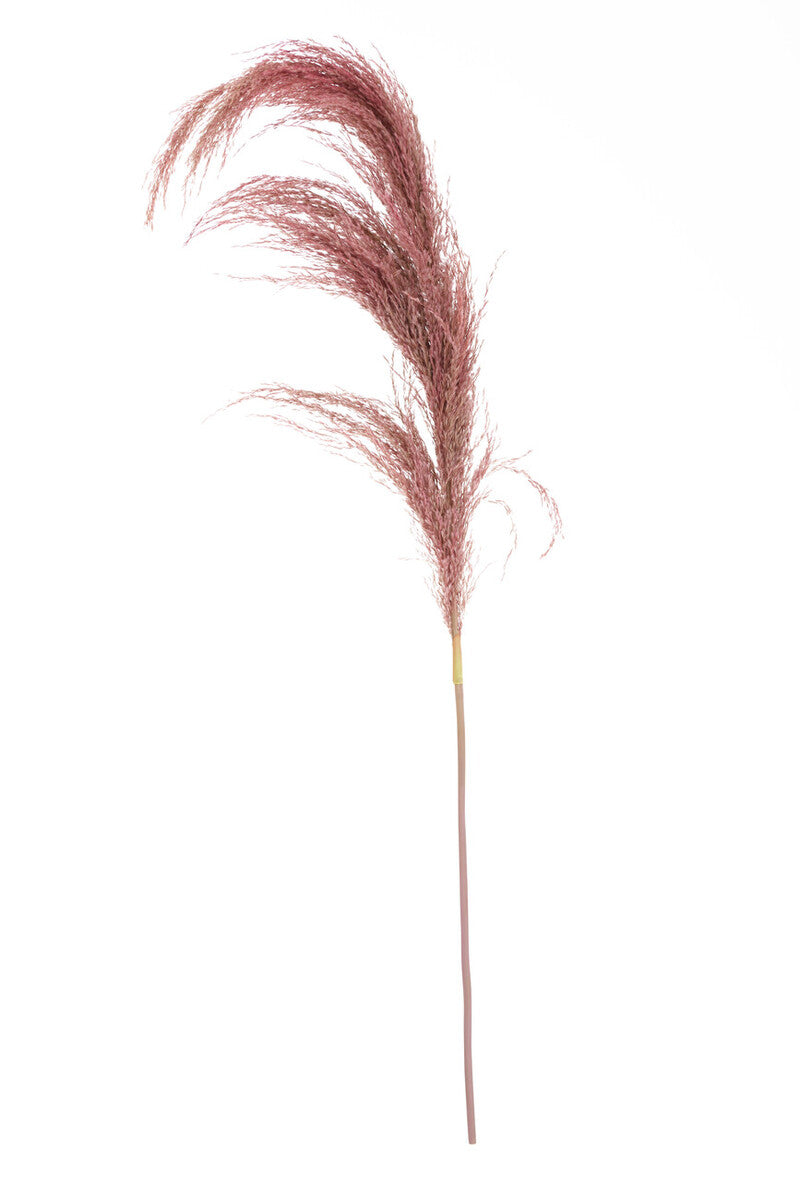 Tall Pink Pampas Grass Stem