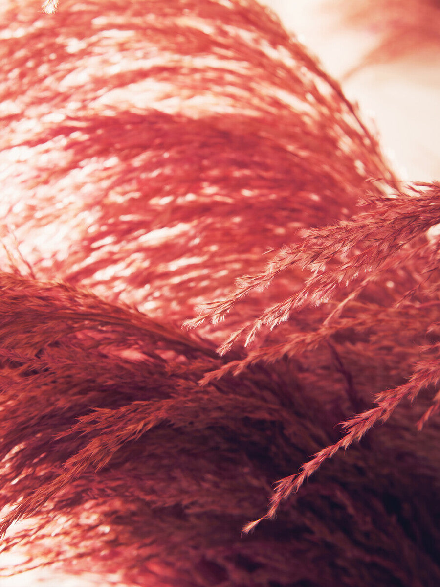 Tall Pink Pampas Grass Stem