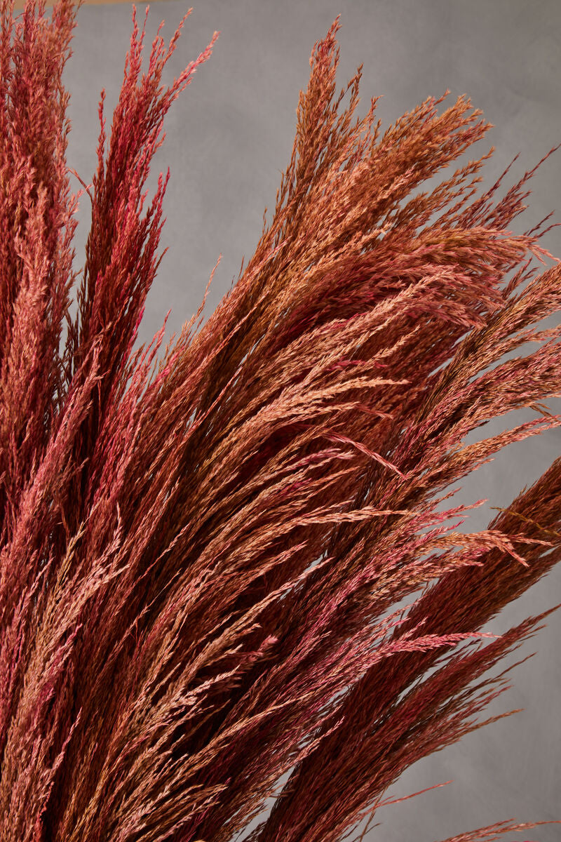 Tall Pink Pampas Grass Stem
