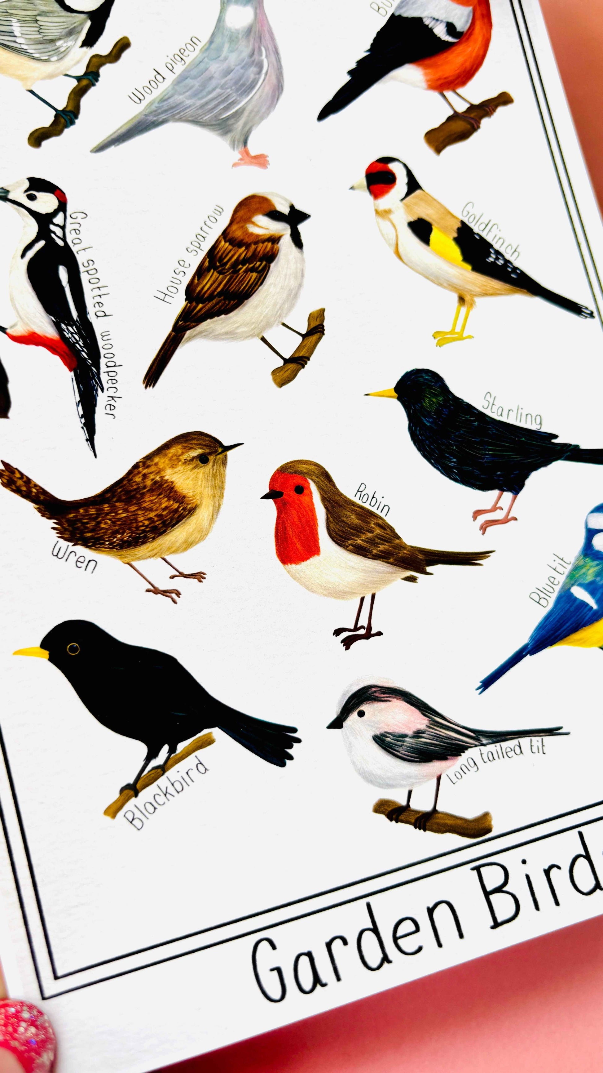 Garden British Birds Art Print Multiple Sizes
