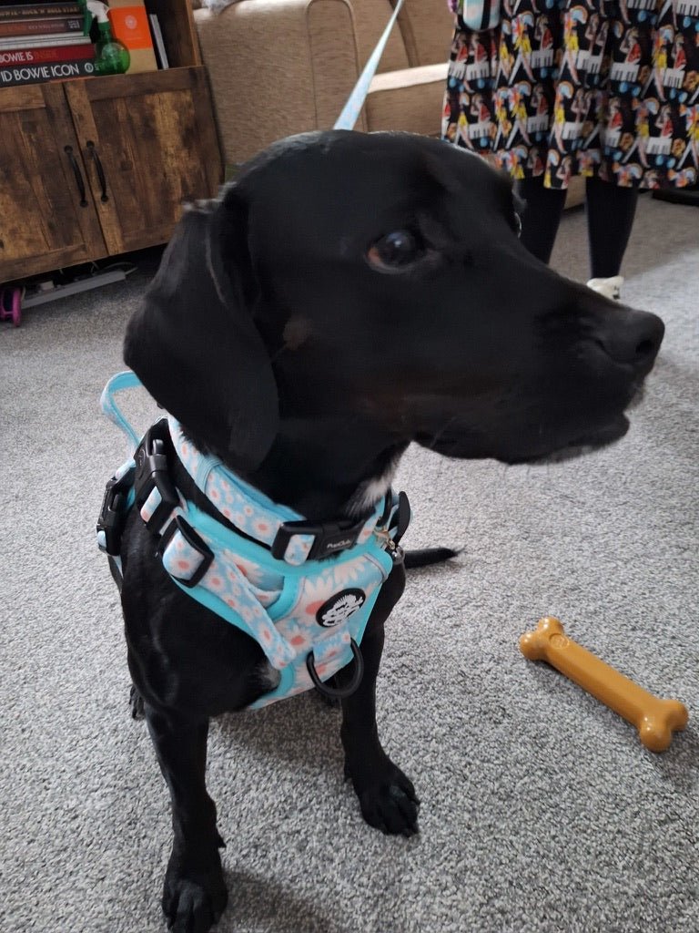 Pastel Daisy No Pull Dog Harness