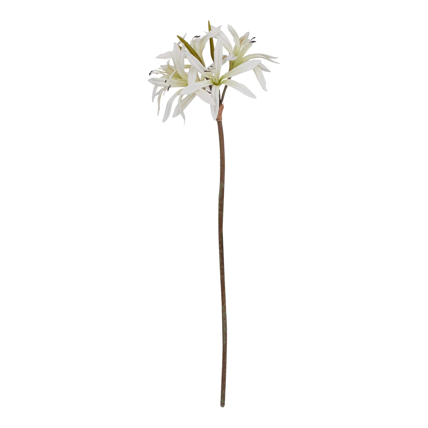 White faux Nerine lily stem with recurved petals, realistic texture, and naturalistic stem, 61cm tall. by sostter at brixbailey.com