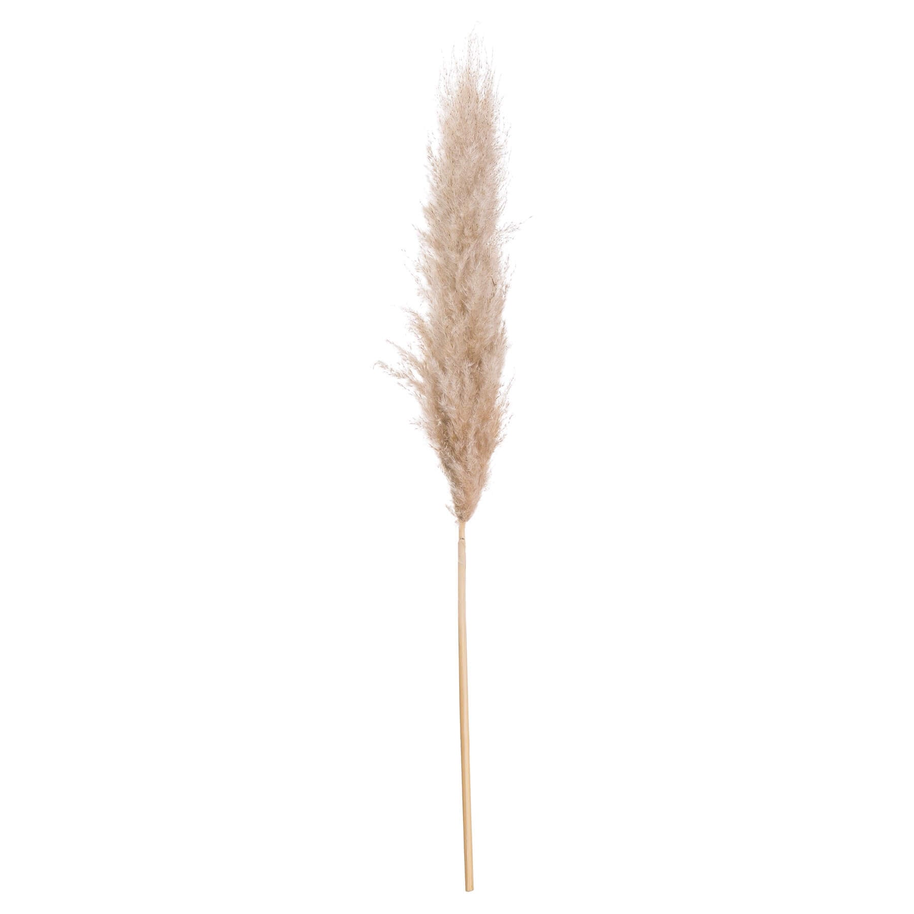 Natural butter-colored pampas grass stems, 43 inches tall, with soft feathery plumes for home dÃ©cor by RoomLondon at brixbailey.com