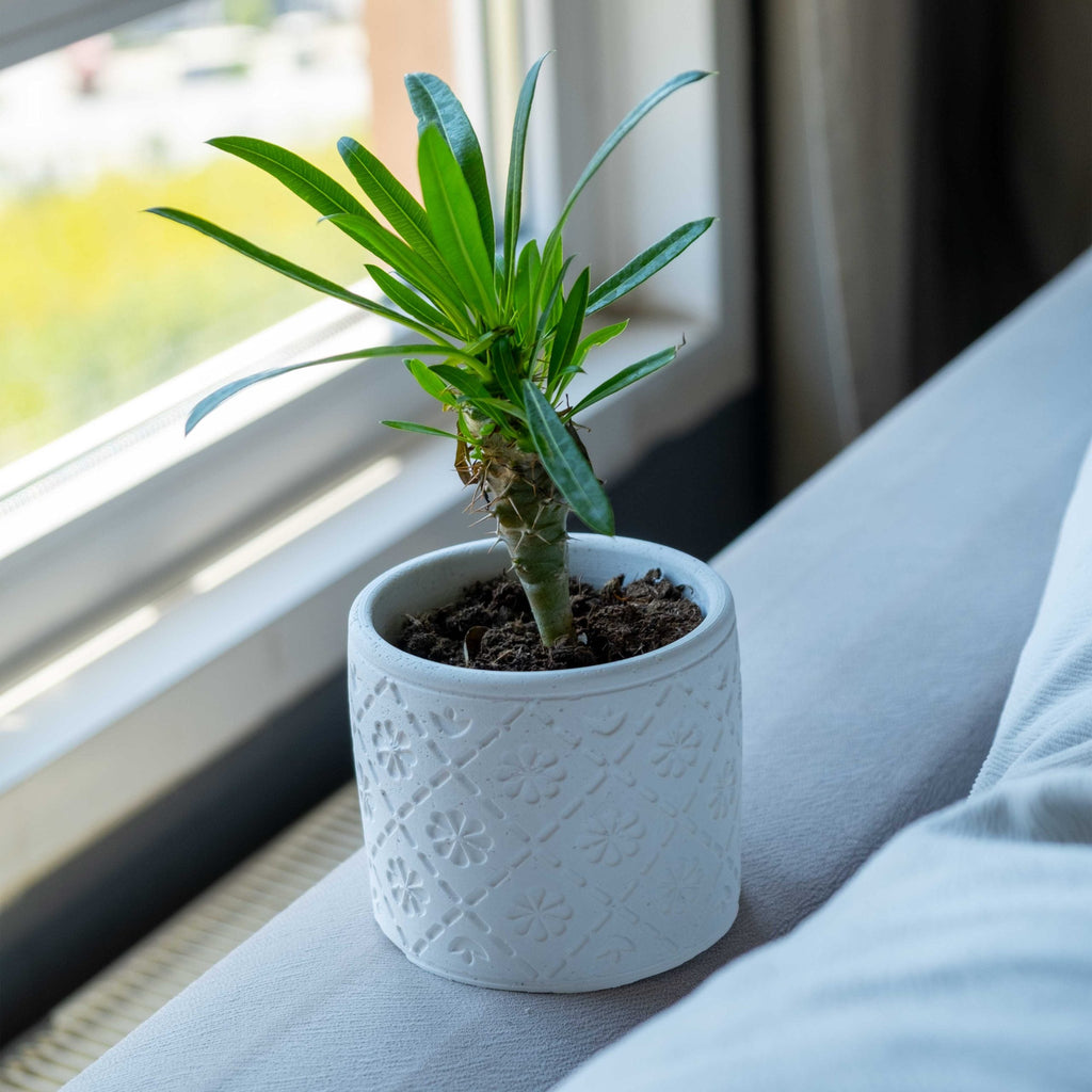 White Concrete Radius Pot
